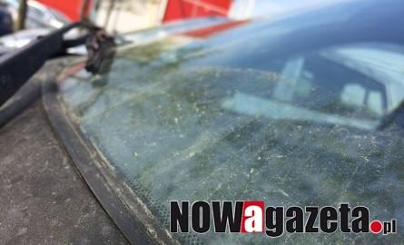 Czym jest charakterystyczny żółty pył na karoserii samochodów?