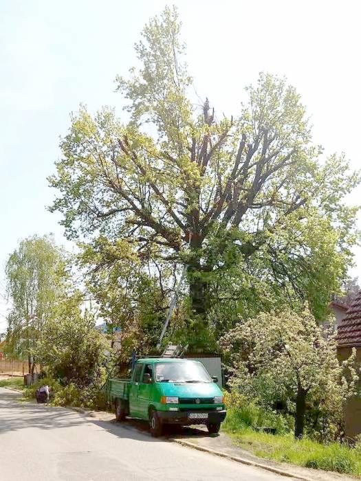 Interwencja | Można ścinać, czy nie?