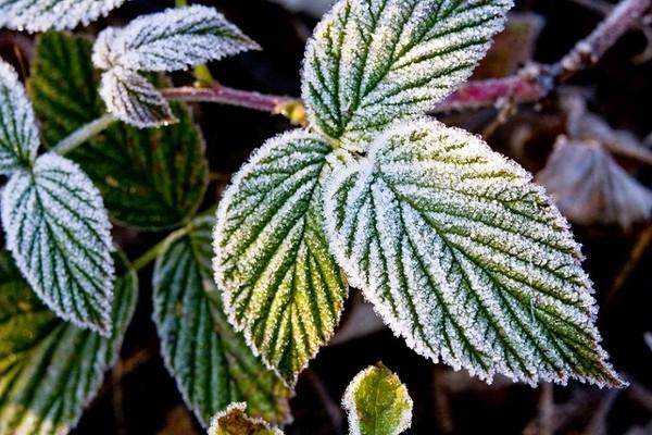 Uwaga | Meteorolodzy ostrzegają przed przymrozkami