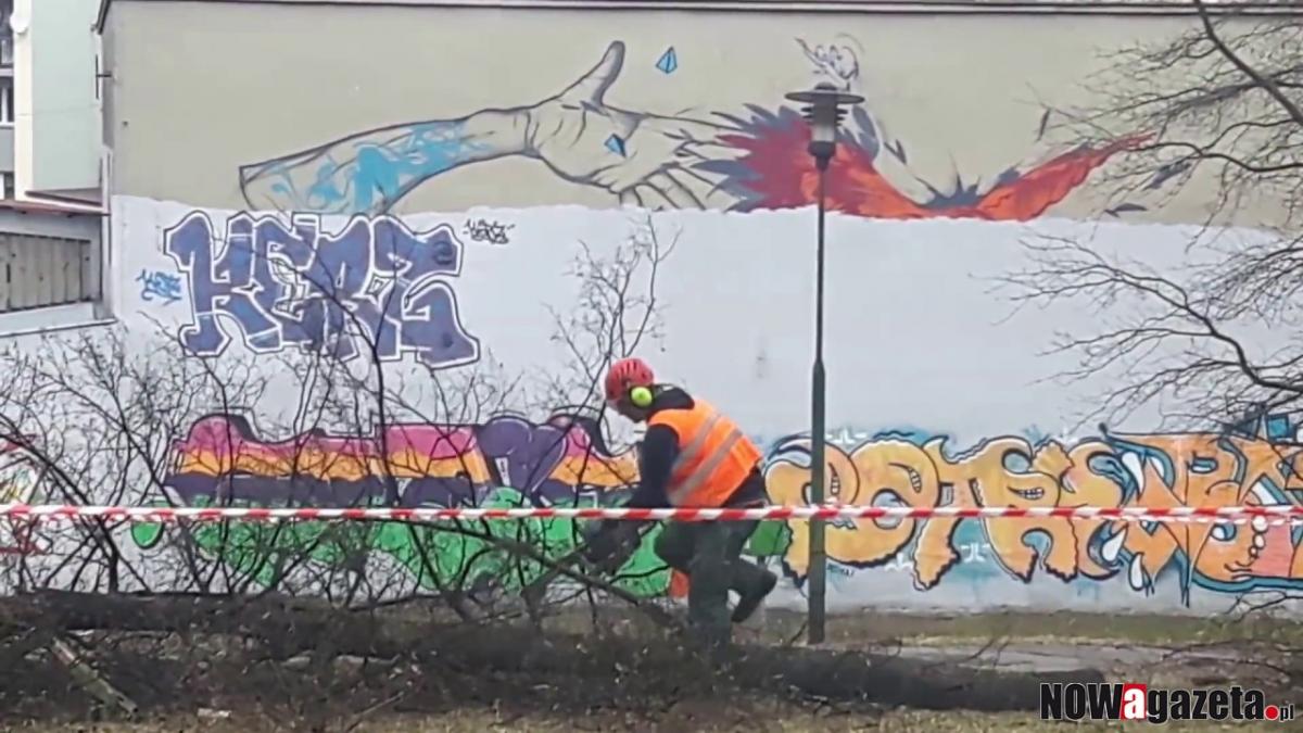 Piły w trzebnickim parku. Wycięto 4 drzewa [FILM]