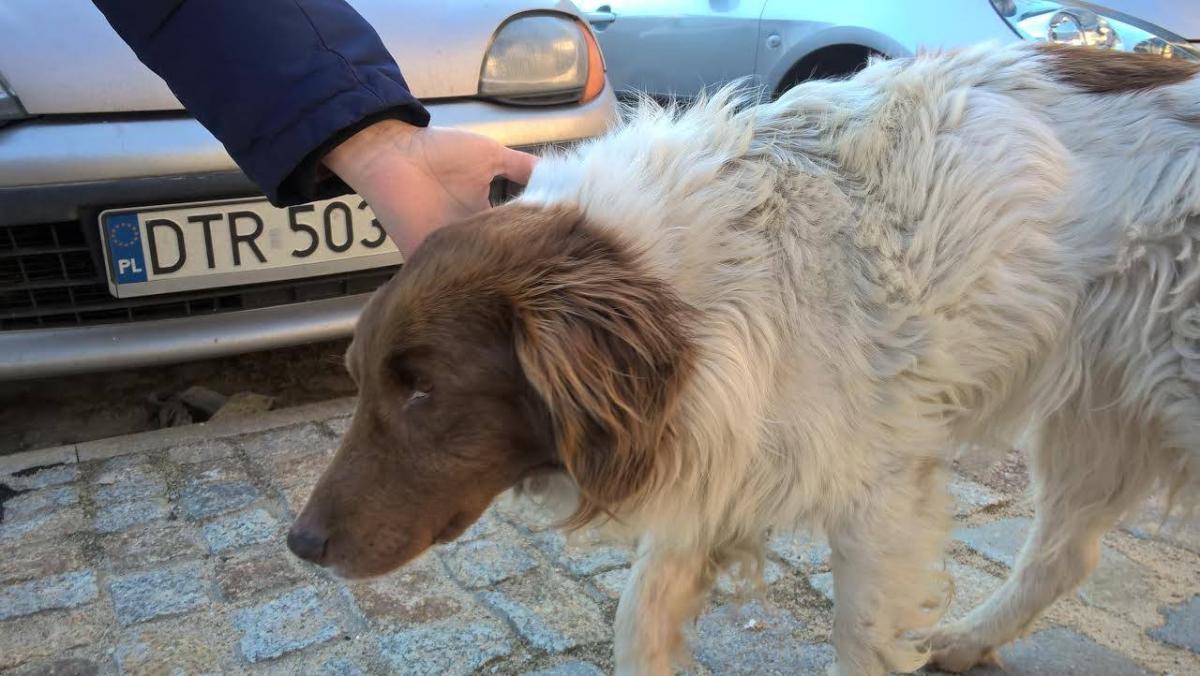Żmigród: porzucił wycieńczonego psa przy torach