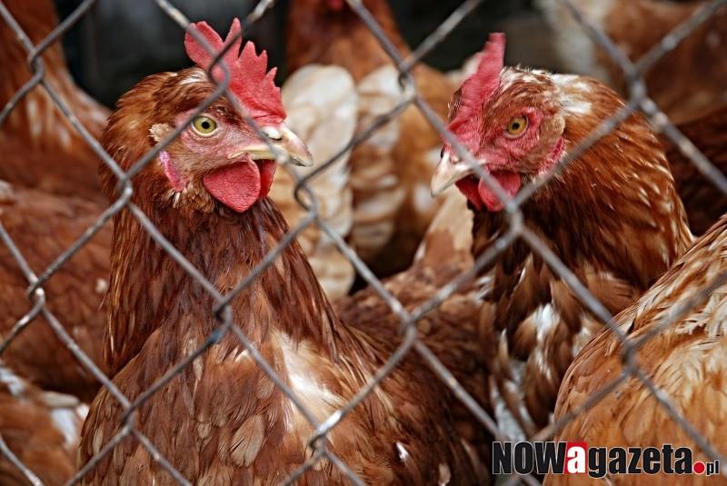 Odszkodowania i rekompensaty dla hodowców drobiu