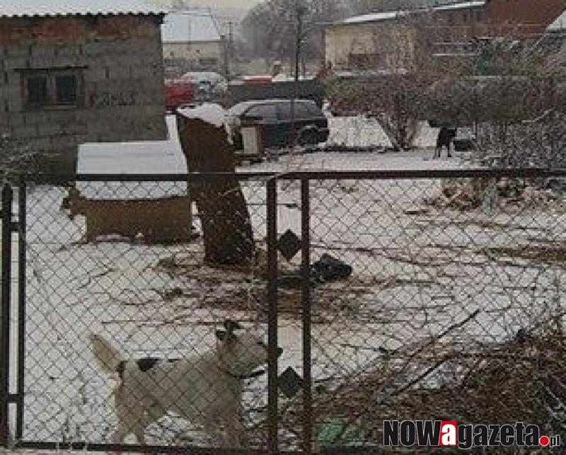 Psy na łańcuchach - czujni mieszkańcy i trzebnicka Straż Miejska