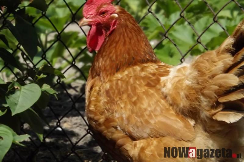 Ostrzeżenie dla hodowców drobiu