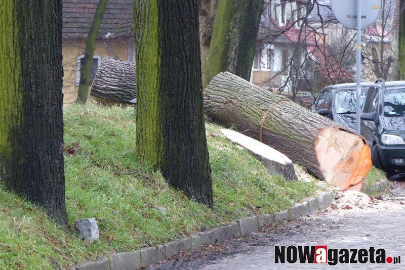 Cztery drzewa poszły pod topór