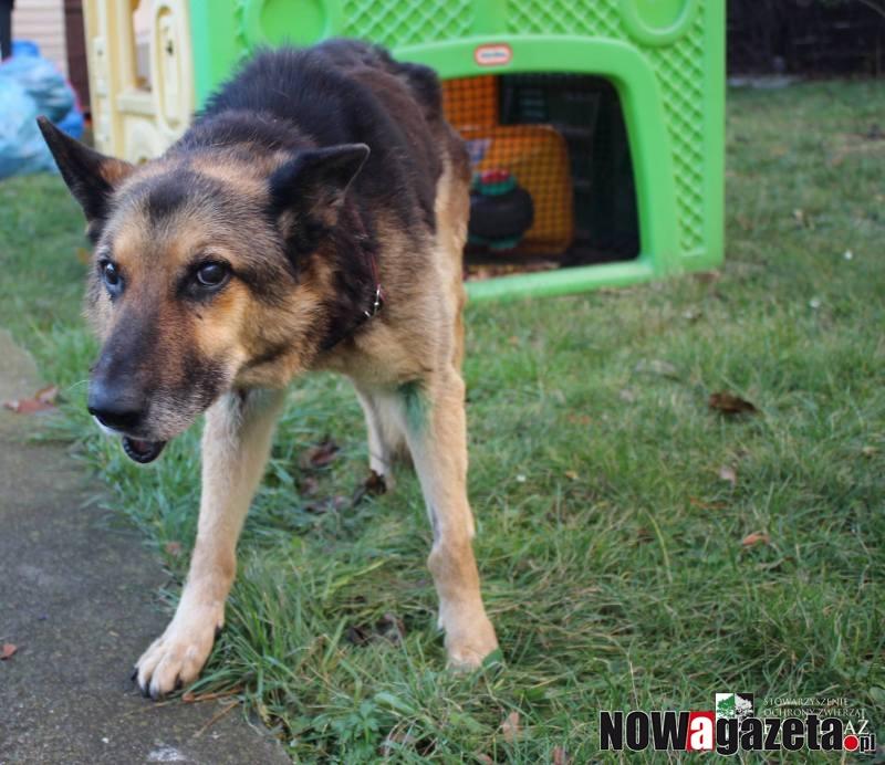 Uratowana sunia z Szewc ma się coraz lepiej