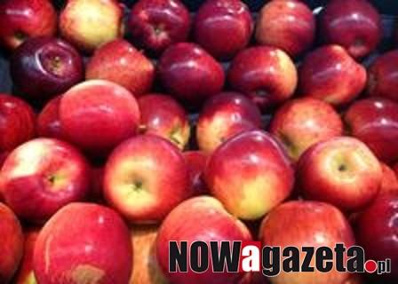 W Żmigrodzie będą rozdawać jabłka