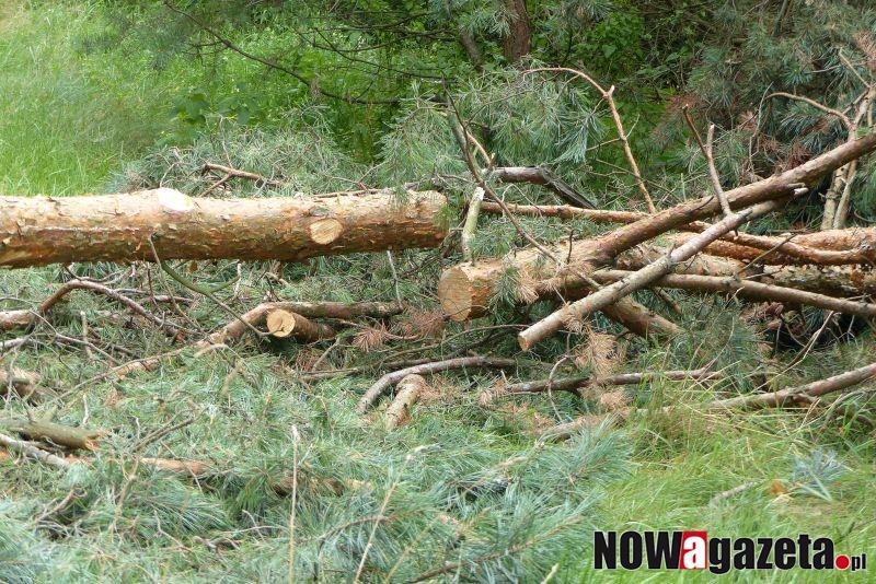 Nadleśnictwo wycina las, a mieszkańcy zapowiadają protest