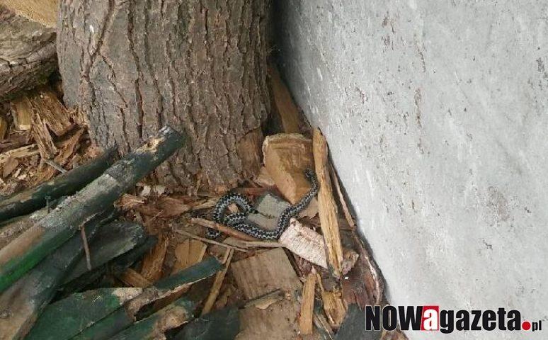 Żmije zygzakowate zapędzają się do ogródków!