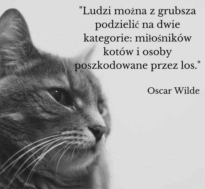 Dziś Światowy Dzień Kota. Ściskamy łapy Mruczkom