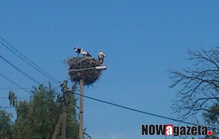 Bocianów selekcja naturalna