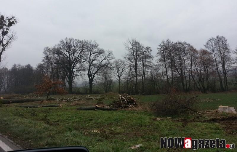 Pod topór poszły 54 topole