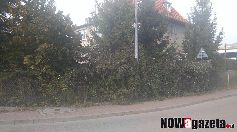 Krzaki zarastają chodnik
