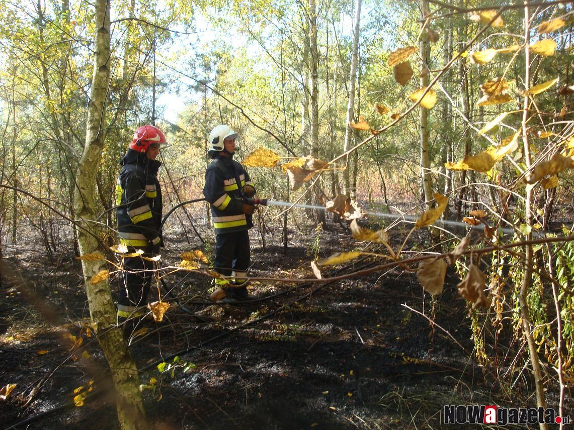 Spłonęły nieużytki w Obornikach Śląskich