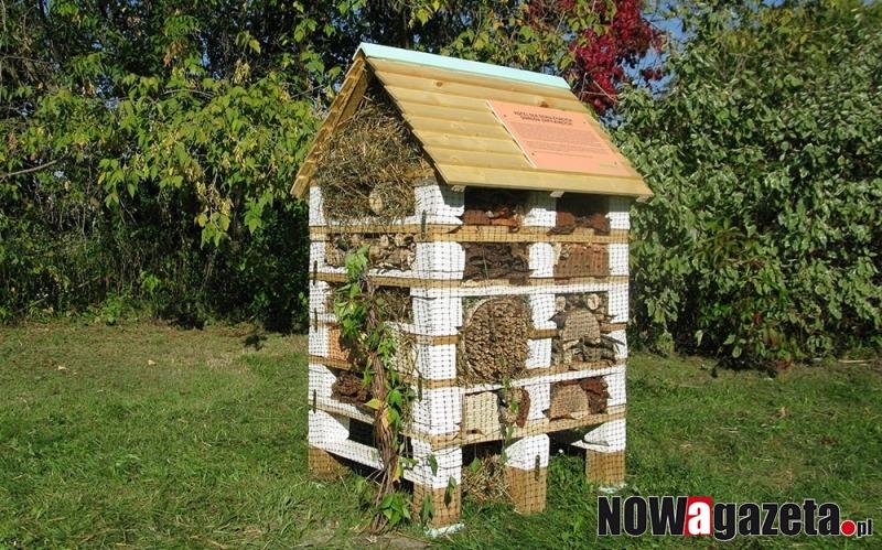Adoptuj pszczołę - pomóż owadom zapylającym