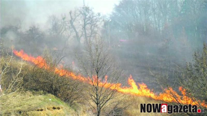 Wielki pożar w okolicy Pawłowa Trzebnickiego. Spłonęło 15 ha terenu.