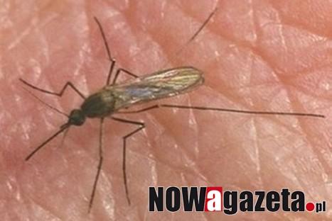 Fakty i mity: niebezpieczne ukąszenia