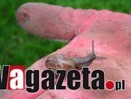 Zwalczanie ślimaków w ogrodzie, cz. 2