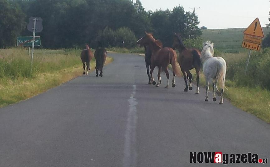 Wolność w Kuraszkowie