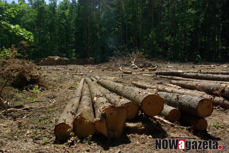 Dlaczego wycinane są zdrowe drzewa?