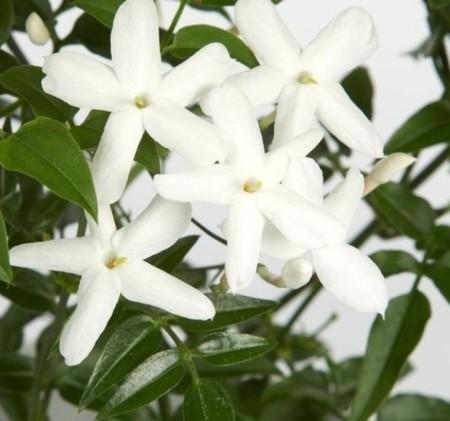 Jaśmin wielokwiatowy (Jasminum polyanthum)