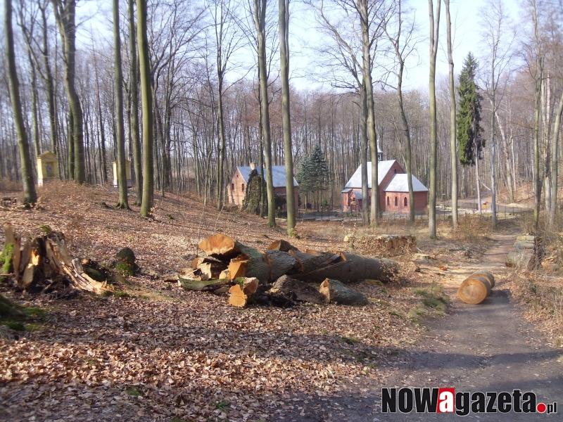 Dlaczego wycinane są drzewa w Lesie Bukowym