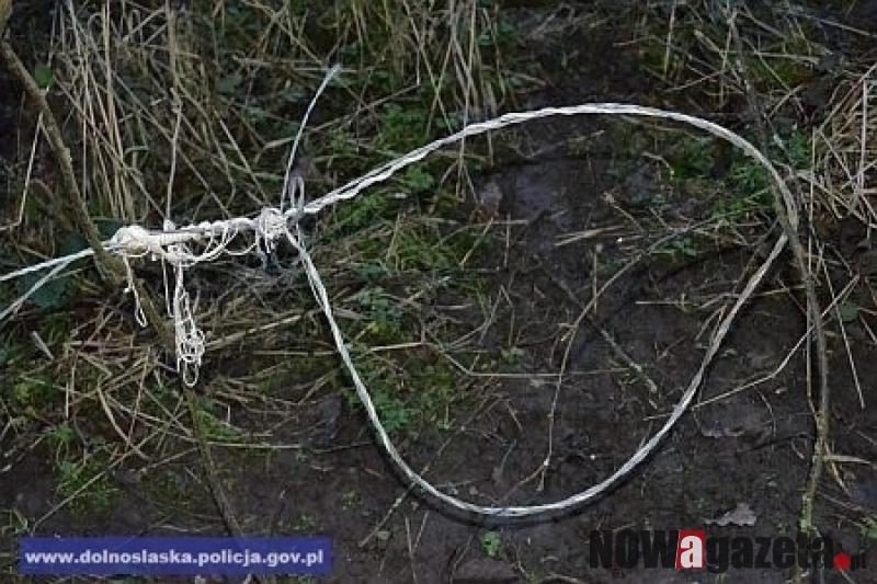 Kłusownik miał w zamrażarce 70 kg dziczyzny