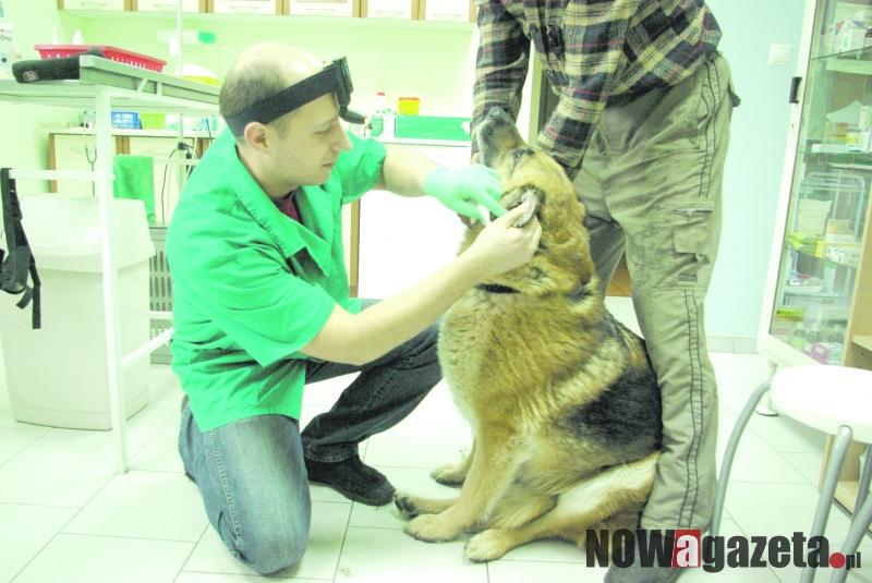 Gdy zwierzęta boją się fajerwerków