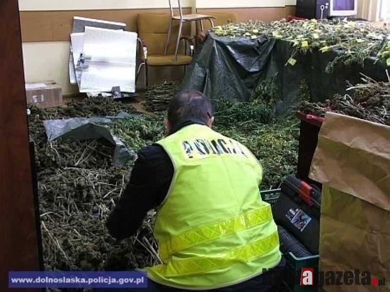 Policja znalazła 280 krzewów i sadzonek konopi