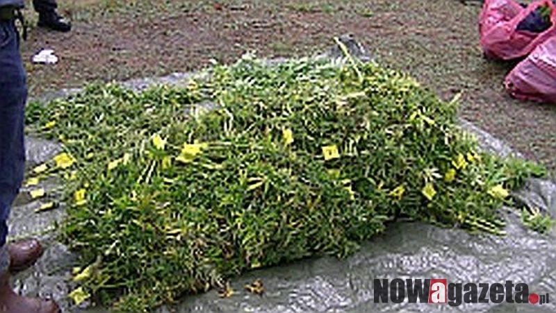 Marihuana za 3 miliony zł pod cmentarzem