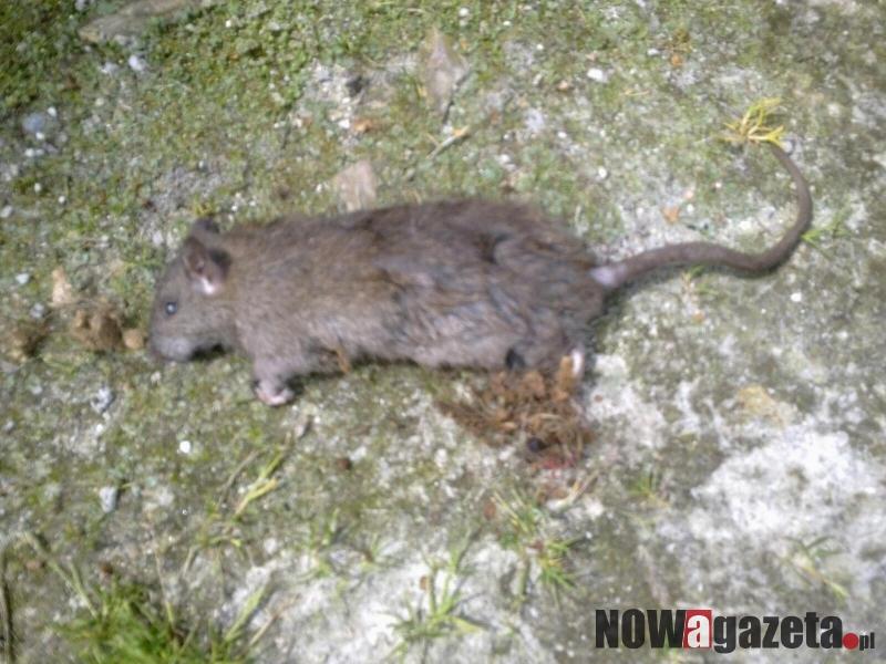 Nie chcę kupić działki sąsiadów