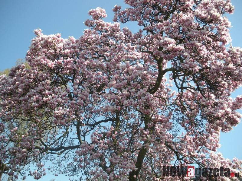 Konkurs na magnolie i bzy