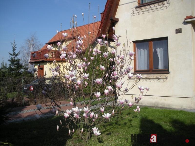 Najładniejsza magnolia