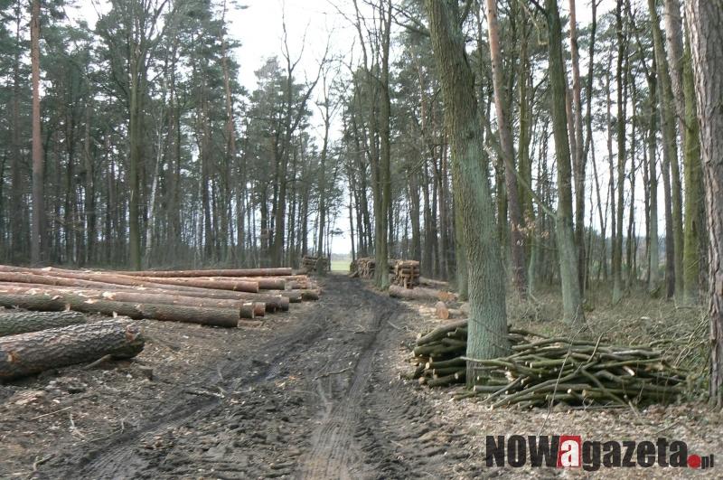 Dewastacja lasu czy działanie zgodne z naturą