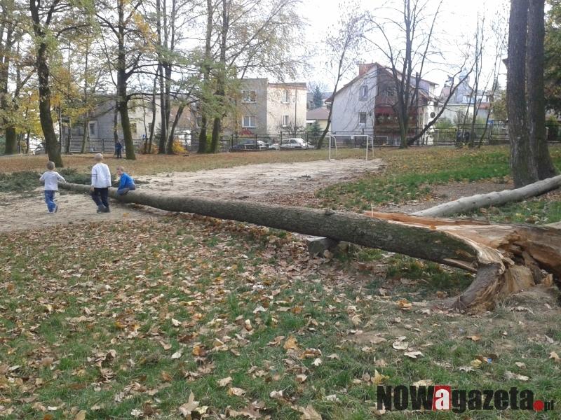Na szkolne boisko przewróciło się drzewo