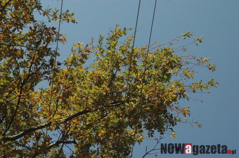Uwaga nie dotykać! Drzewo pod napięciem!