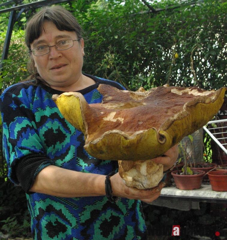 Prawdziwek gigant
