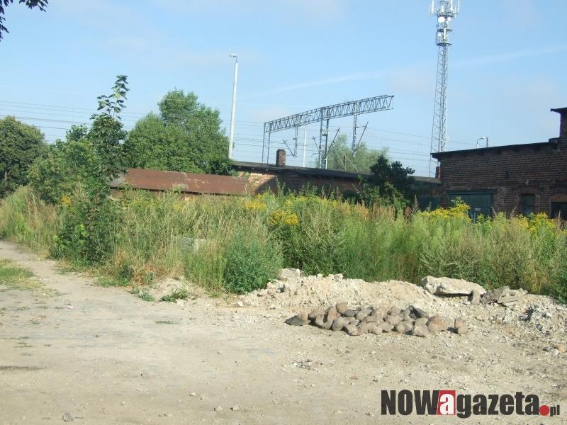 Nierówna walka z komarami