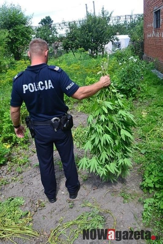 Znaleźli konopie w ogródku