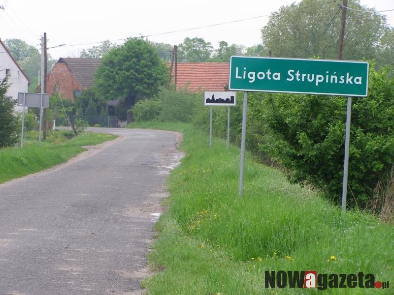 Ukradli dęby z lasu?