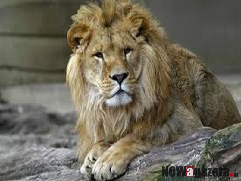 W Bricomarche kupisz bilet do zoo