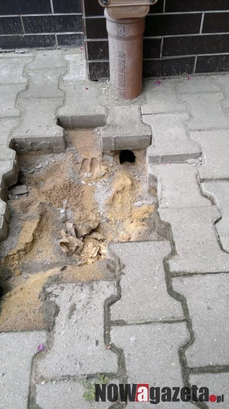 Szczury upodobały sobie Trzebnicę