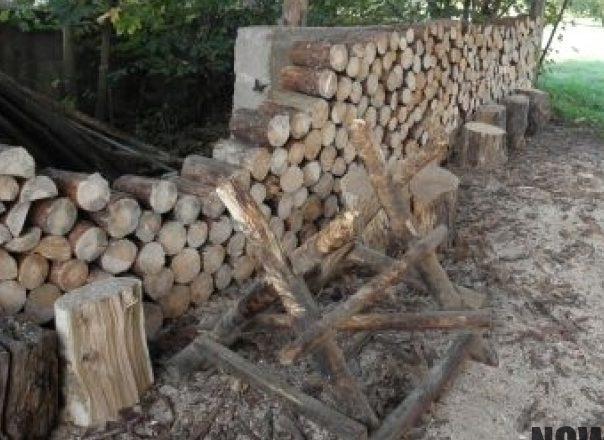 Ukradł drewno prosto z lasu