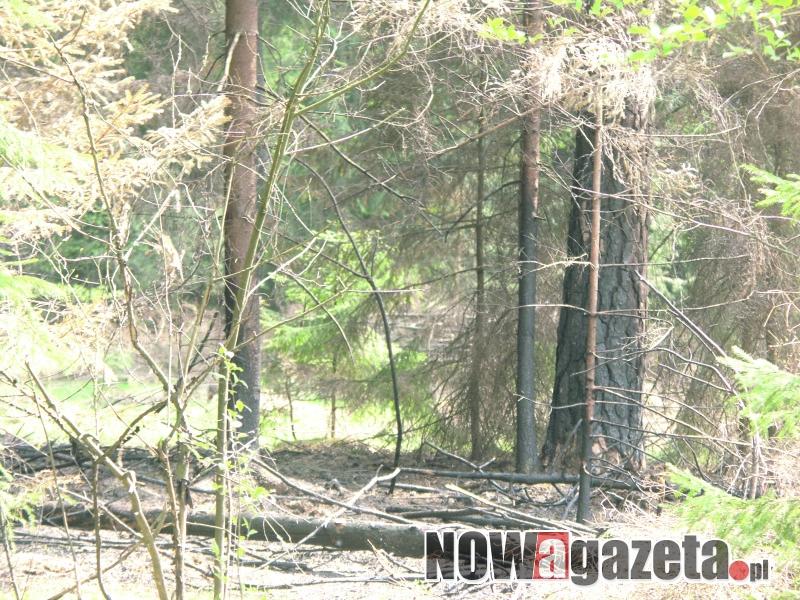 Grasuje podpalacz lasów