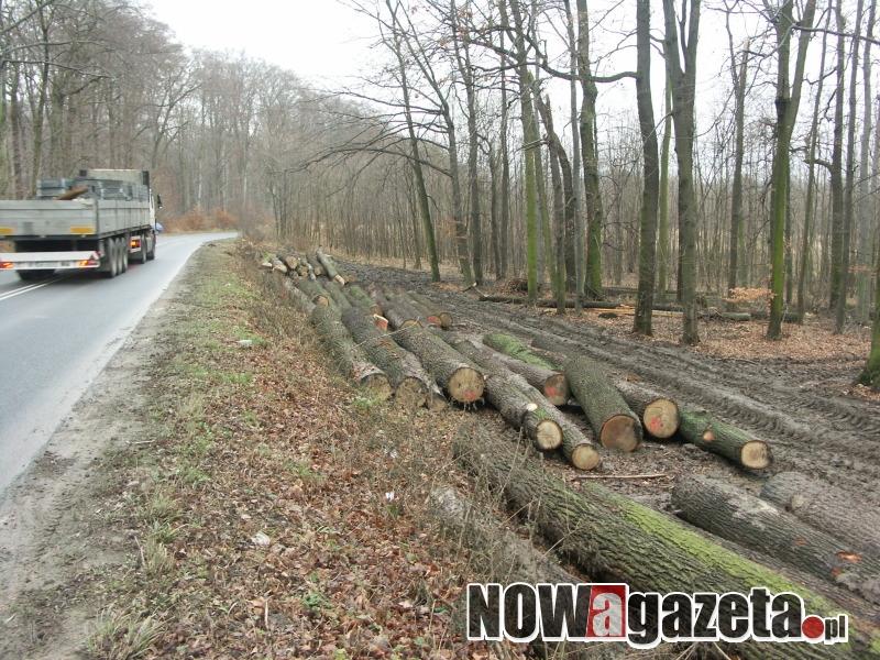Co wycina się w Lesie Bukowym