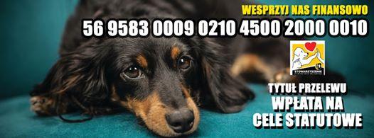 Pieski do adopcji!