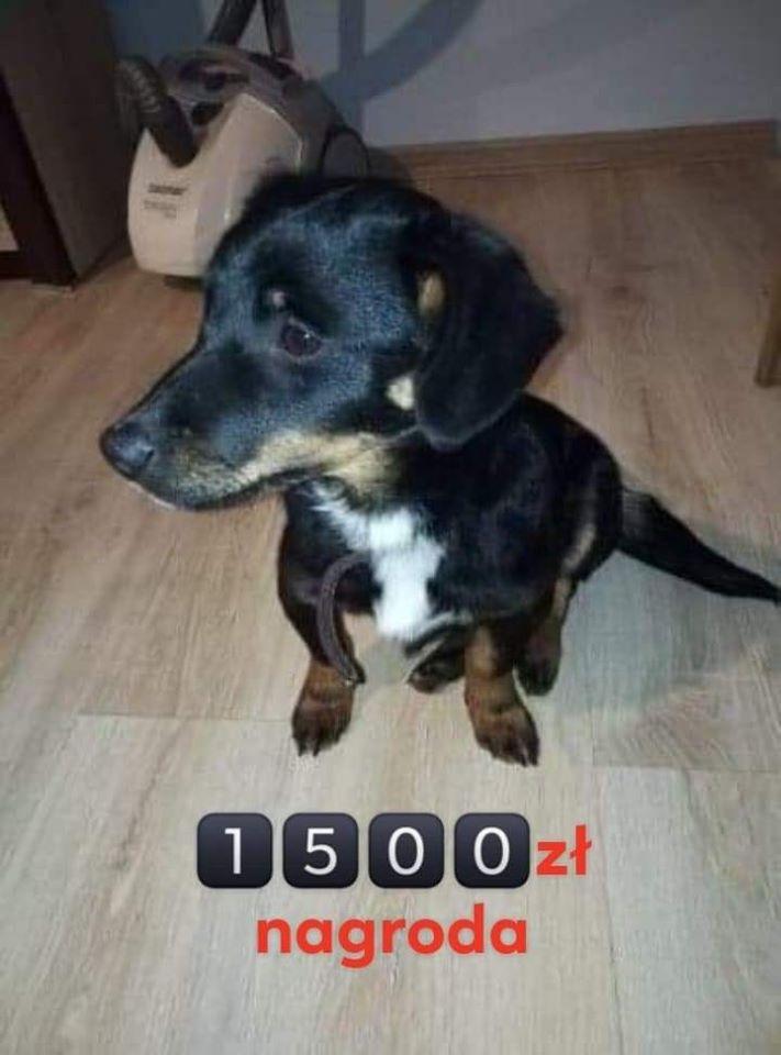 Zrozpaczony właściciel szuka  Diany