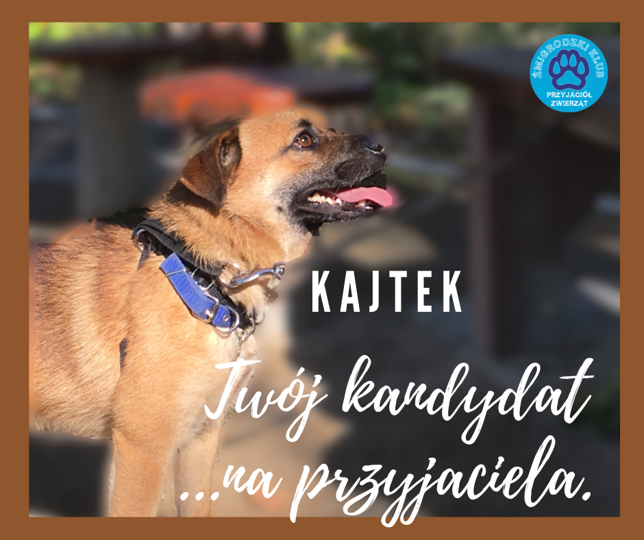 Pieski do adopcji