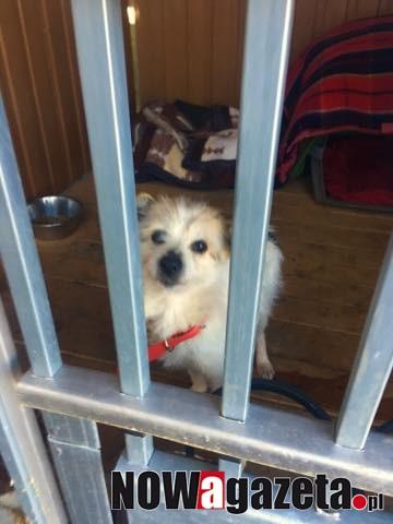 Pieski do adopcji