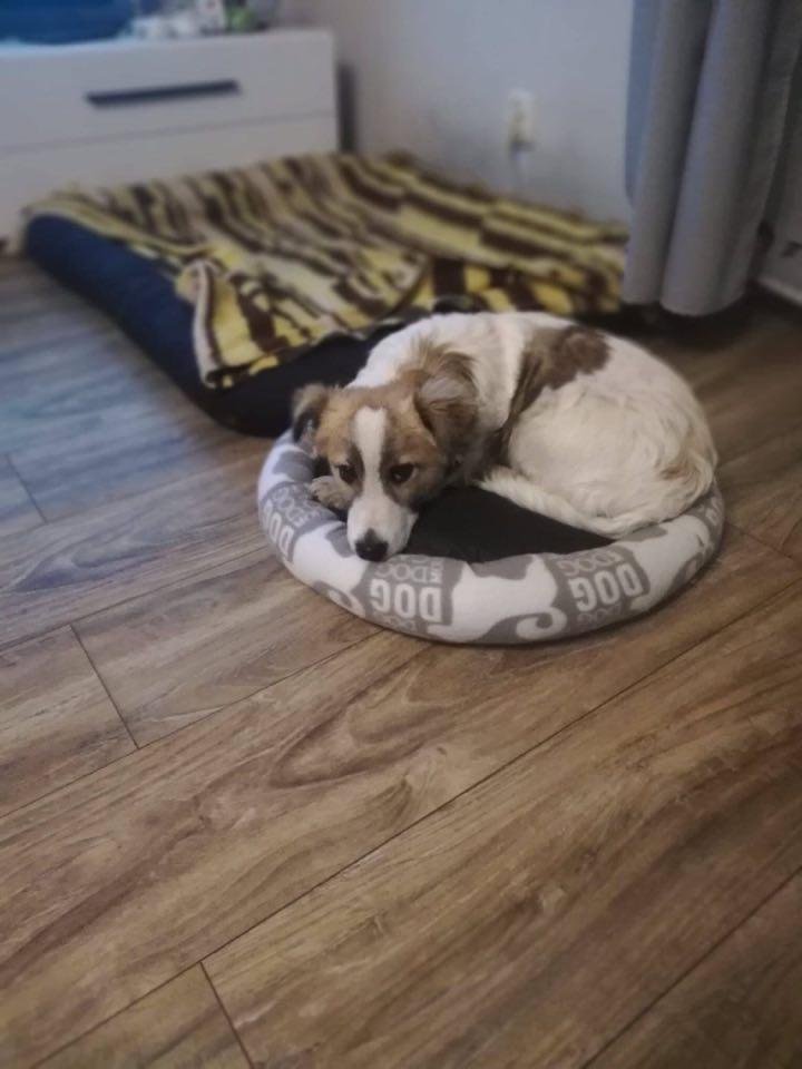 Pieski do adopcji - nowy dom Muffinka i Guzika!